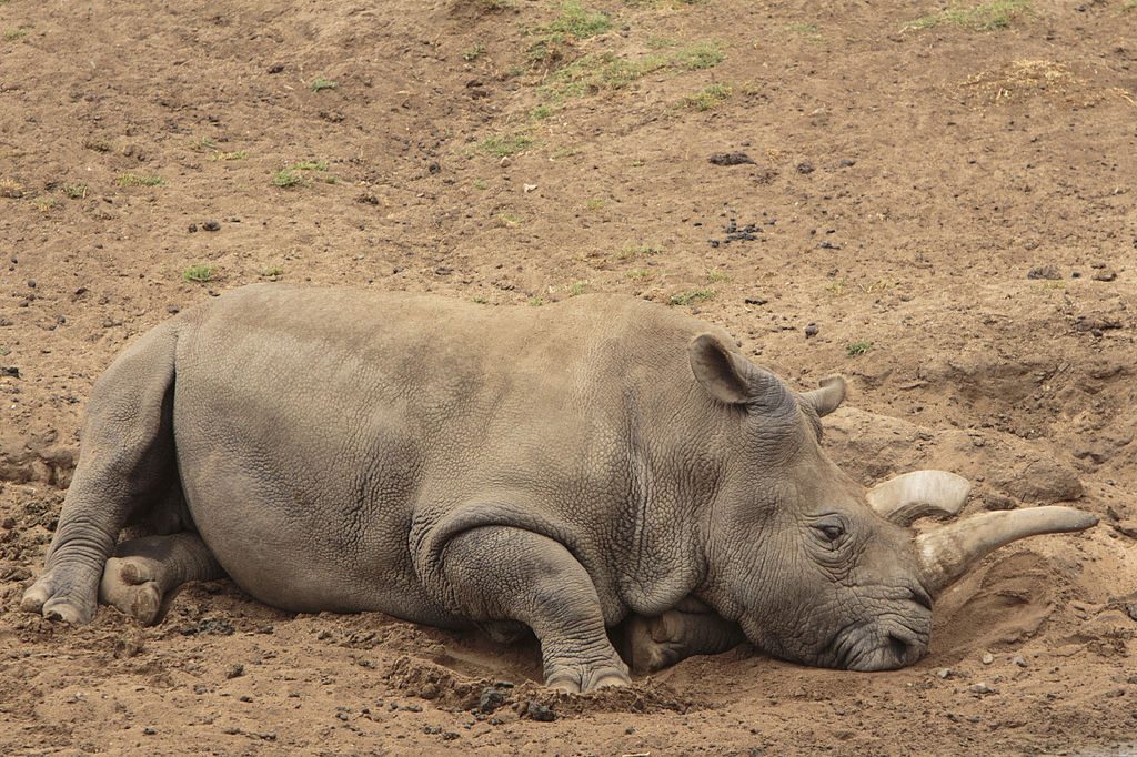 Sudan - Chú tê giác trắng bắc phi cuối cùng của loài đã chết